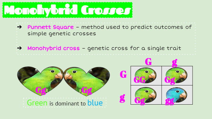 Intro To Genetics | Biology - Quizizz