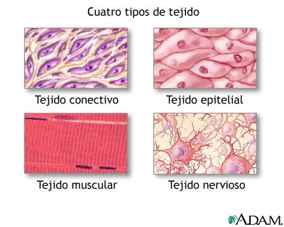 tejidos Tarjetas didácticas - Quizizz