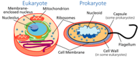 structure of a cell - Grade 11 - Quizizz