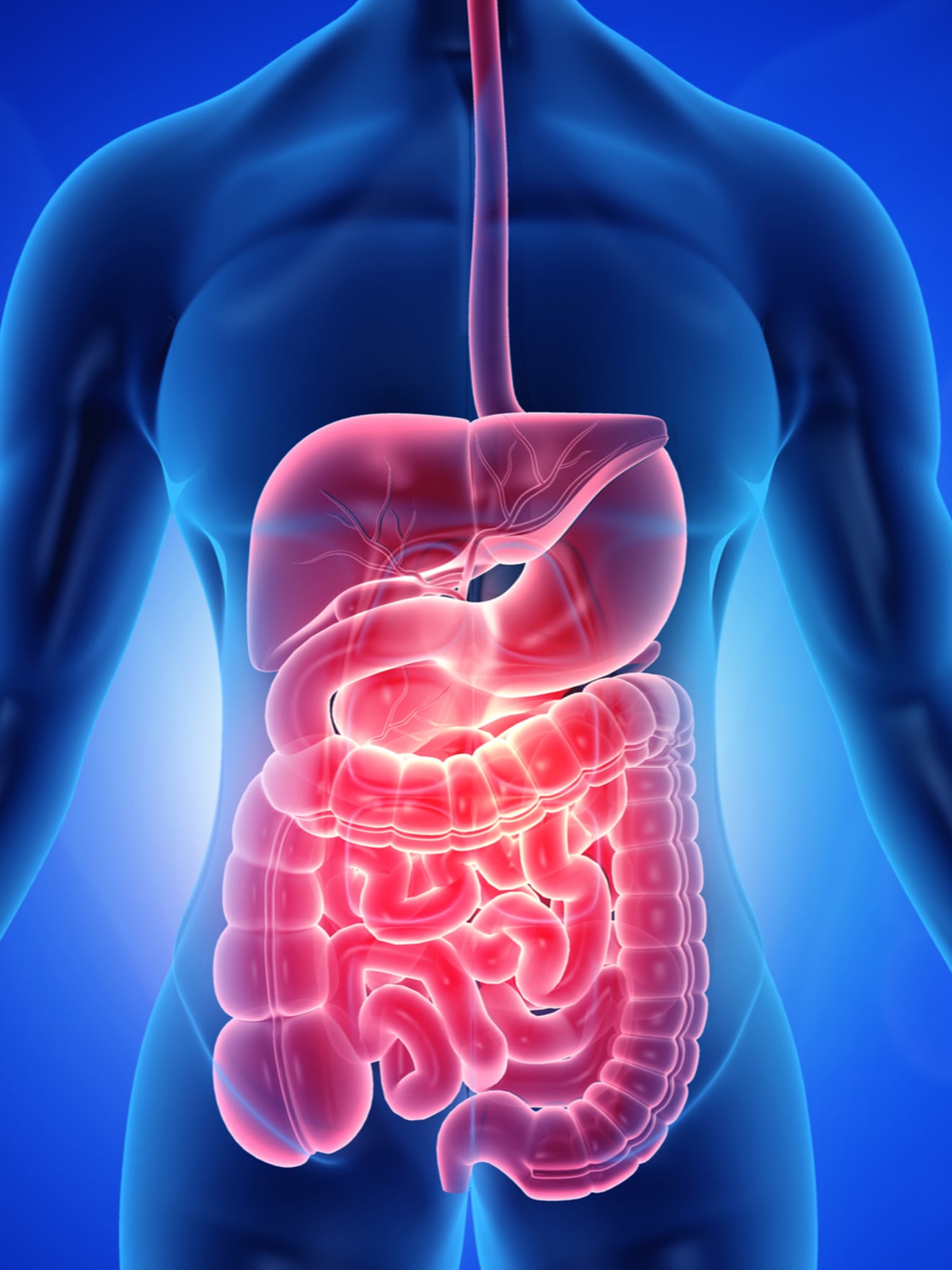 Digestive System Trivia! | Quizizz