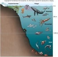 oceans - Grade 12 - Quizizz