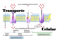 membranes and transport - Year 1 - Quizizz