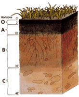 soils - Grade 2 - Quizizz