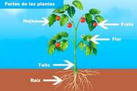 partes de la planta y sus funciones - Grado 4 - Quizizz