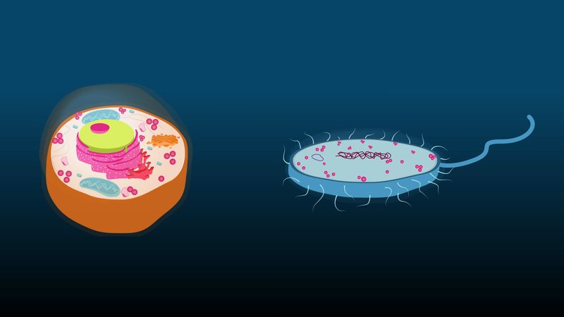 prokaryotes and eukaryotes - Grade 12 - Quizizz