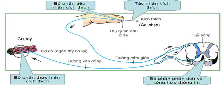 Đại từ phản thân - Lớp 8 - Quizizz