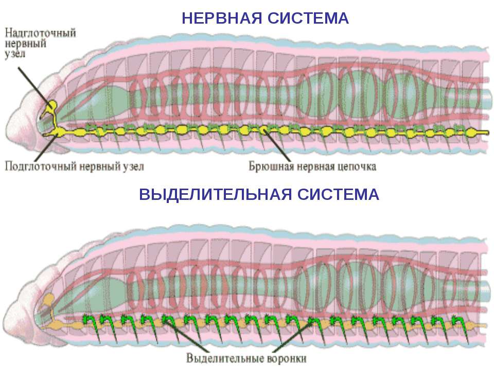 Какие черви имеют нервную систему лестничного типа