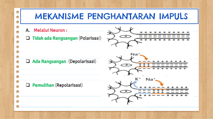 SISTEM KOORDINASI | Biology - Quizizz