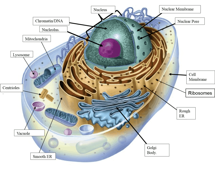 unit-10-vocabulary-biology-quizizz