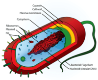 structure of a cell Flashcards - Quizizz