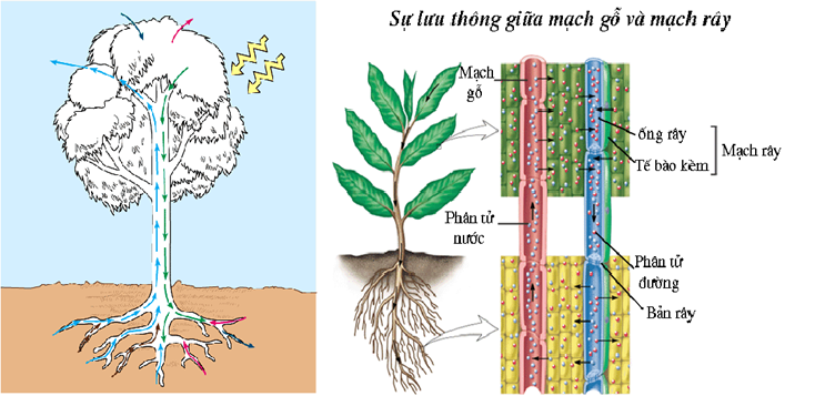 màng và vận chuyển - Lớp 12 - Quizizz