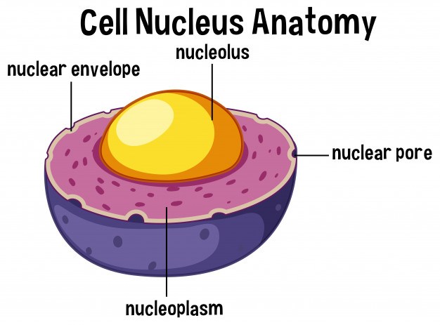 The Nucleus | Cell Structure Quiz - Quizizz