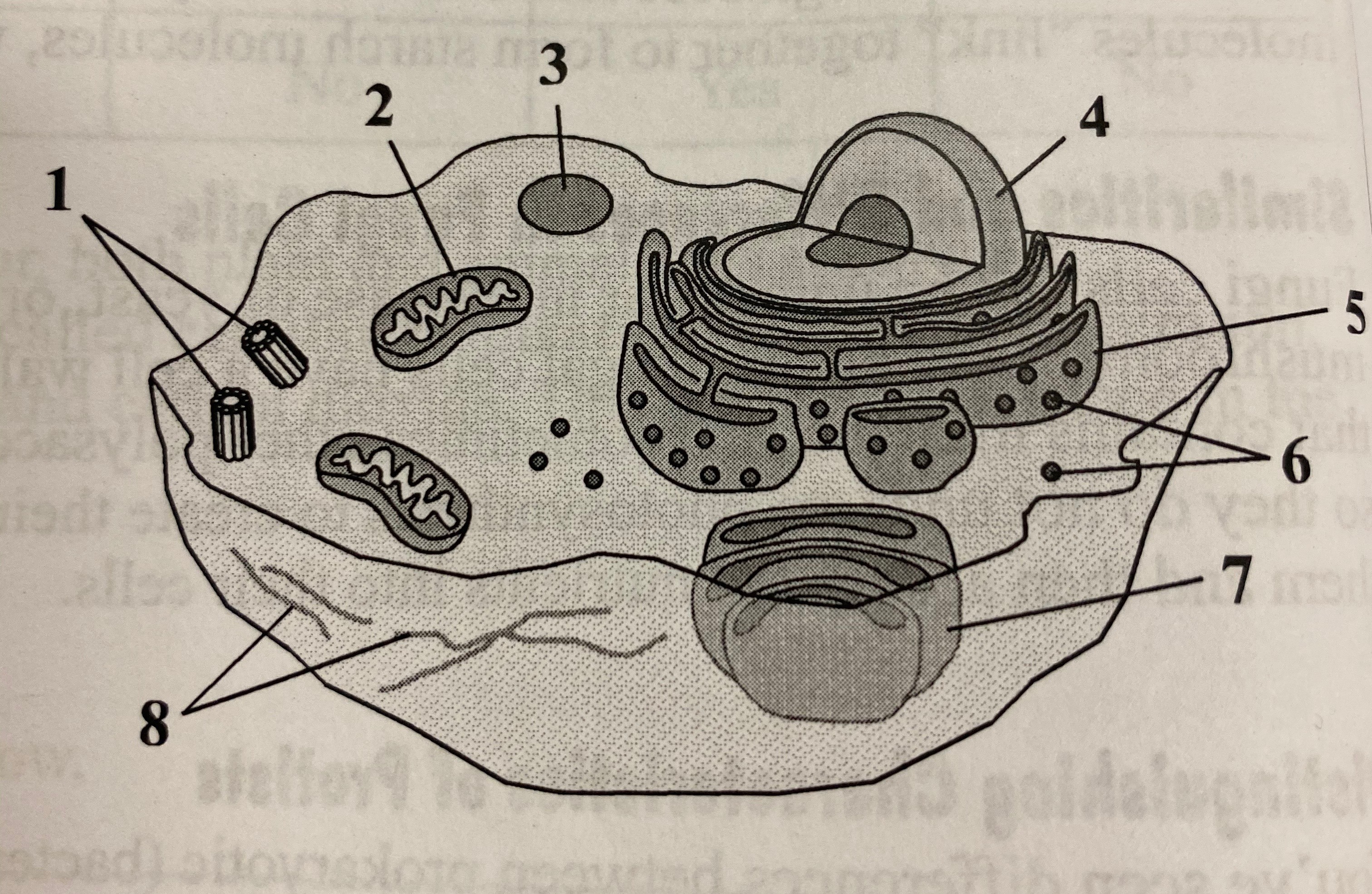 Organelle Structure and Function | 553 plays | Quizizz