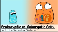 prokaryotes and eukaryotes Flashcards - Quizizz