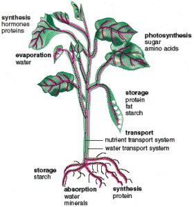 B7. Transport In Plants 