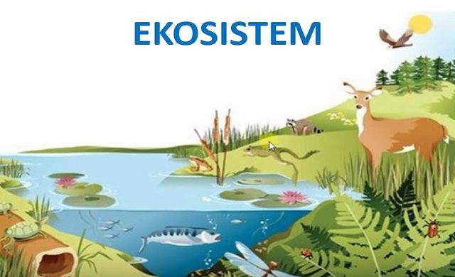 ekosystemy - Klasa 11 - Quiz