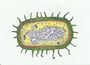 Prokaryotic V Eukaryotic Cells