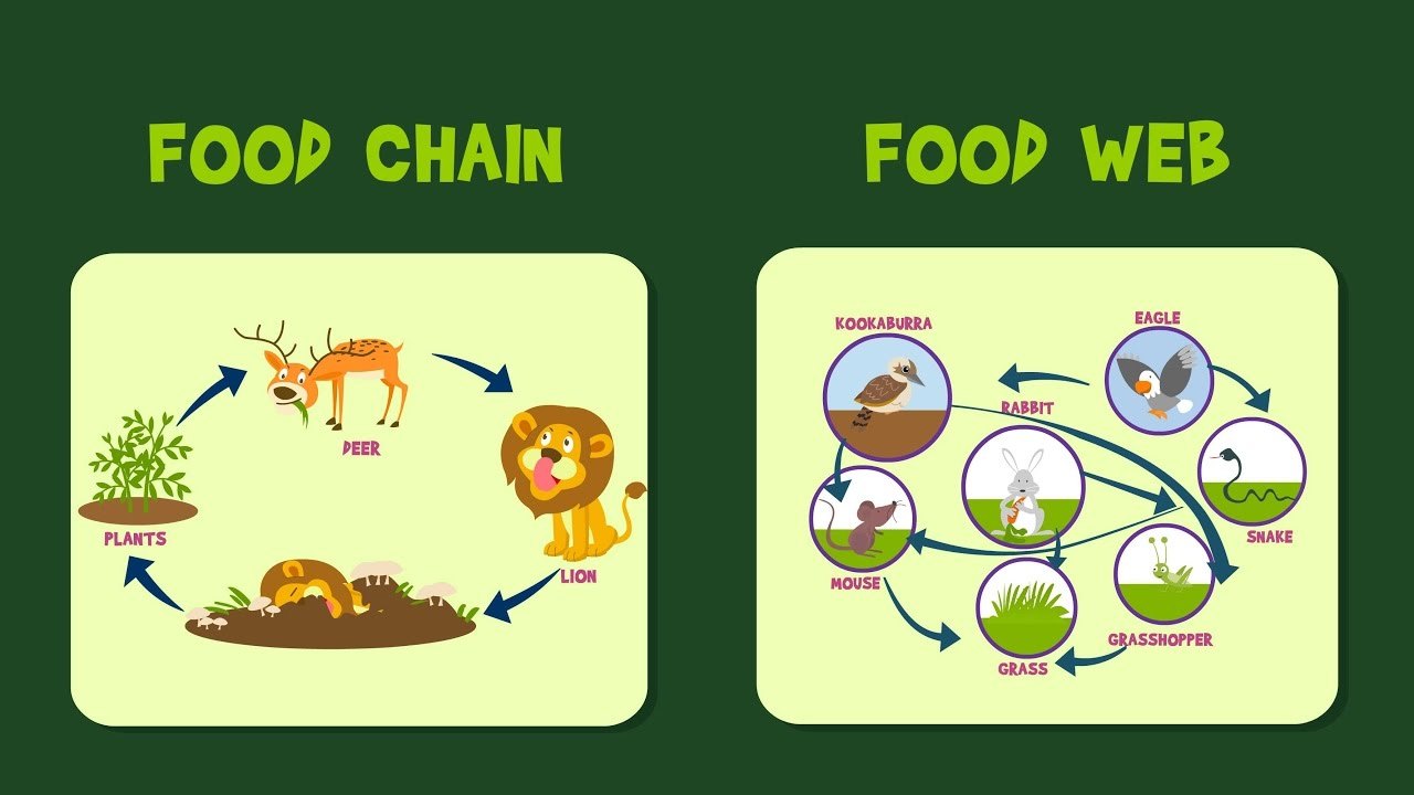 difference-between-food-chain-and-food-web