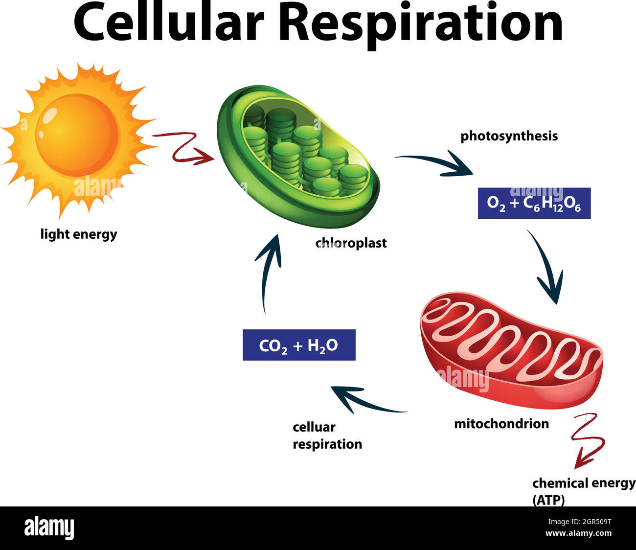 cellular respiration - Class 3 - Quizizz