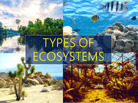 ecosystems - Class 4 - Quizizz