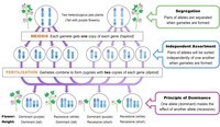 di truyền phi Mendel - Lớp 8 - Quizizz