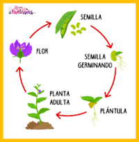 coisas vivas e não vivas Flashcards - Questionário