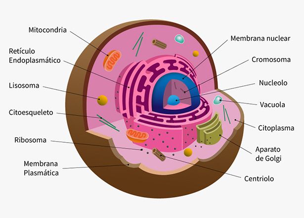 prokariota dan eukariota - Kelas 1 - Kuis