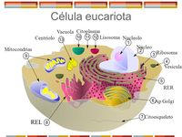 los sistemas digestivo y excretor - Grado 9 - Quizizz