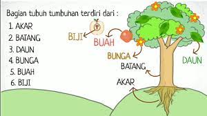 bagian-bagian tumbuhan dan fungsinya - Kelas 6 - Kuis