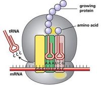 Protein Synthesis