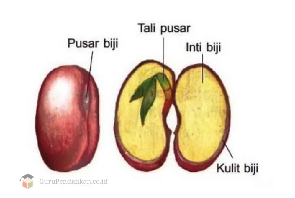 biologi perkembangan Kartu Flash - Quizizz