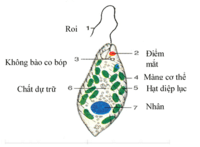 màng tế bào - Lớp 7 - Quizizz