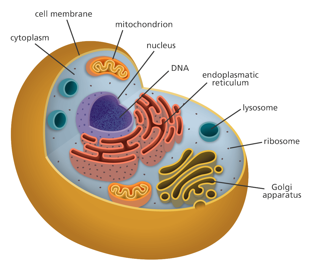 the cell cycle and mitosis - Class 4 - Quizizz