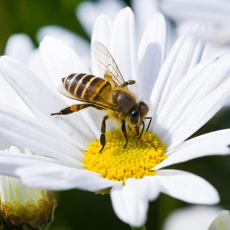 plant parts and their functions Flashcards - Quizizz