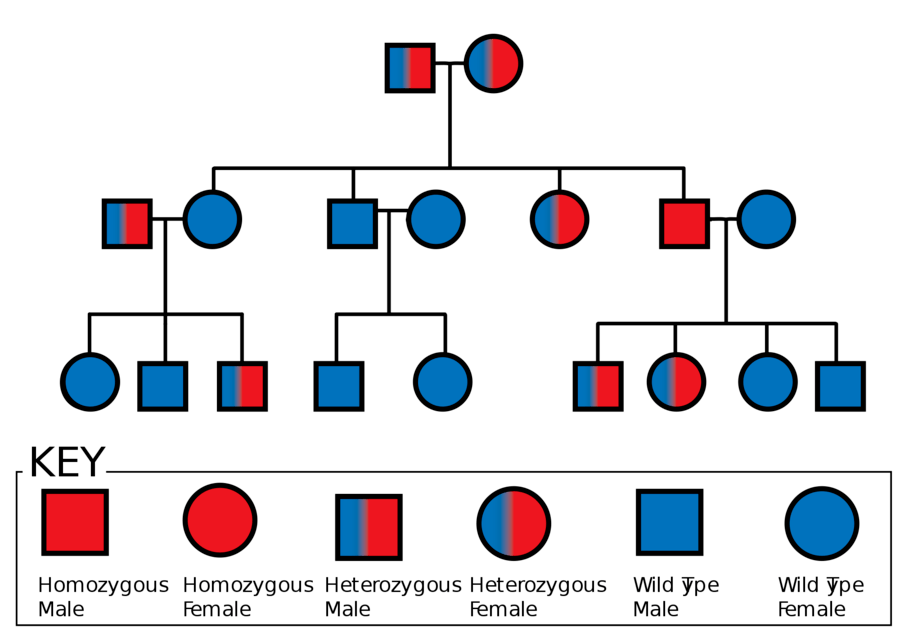 Pedigrees Genetics Quiz Quizizz