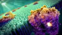 the cell membrane - Year 11 - Quizizz