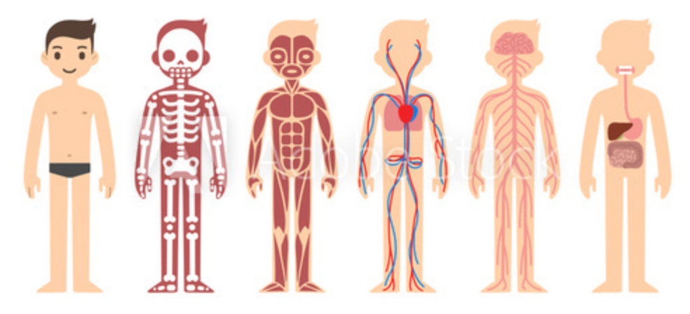 Body Systems