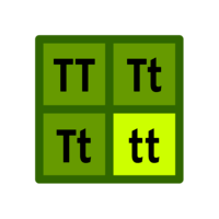 punnett squares - Grade 10 - Quizizz