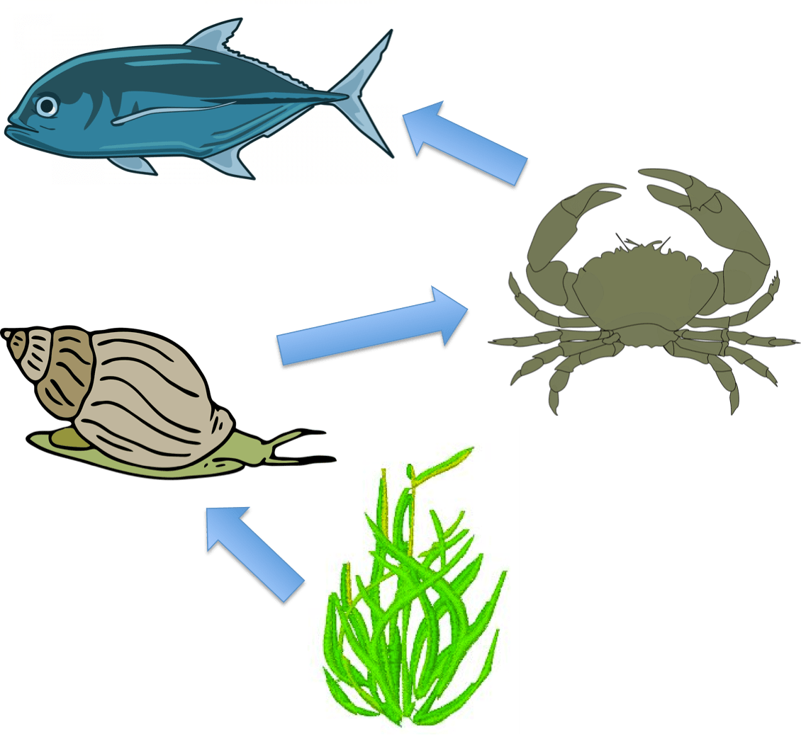 food-chains-webs-and-ecosystems-questions-answers-for-quizzes-and