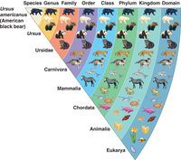 phylogeny - Grade 11 - Quizizz