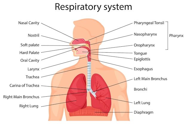 the circulatory and respiratory systems - Grade 10 - Quizizz