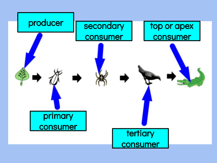 Food Chains: Day 4 | Science - Quizizz