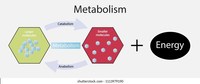 metabolizm - Klasa 7 - Quiz