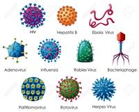 viruses - Grade 12 - Quizizz