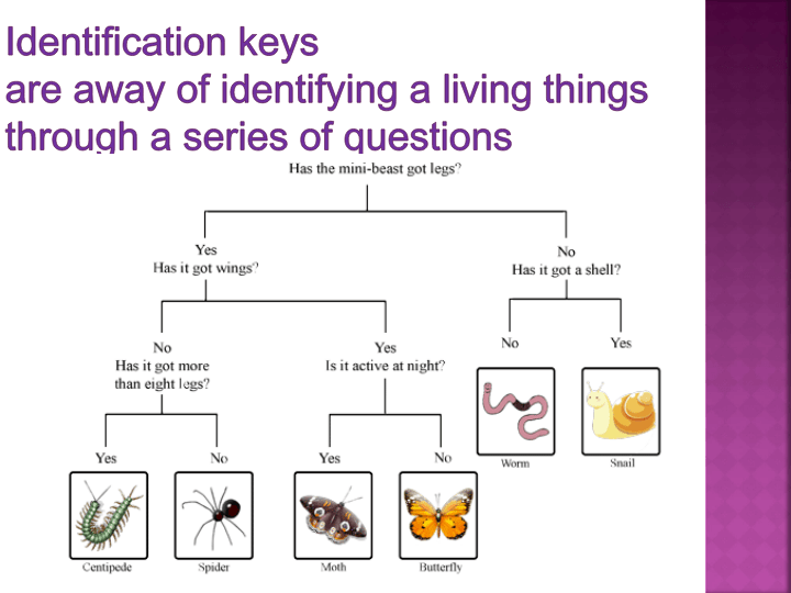 Identification Keys Of Living Things | Science - Quizizz