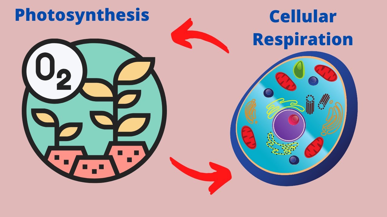 cellular respiration - Year 8 - Quizizz