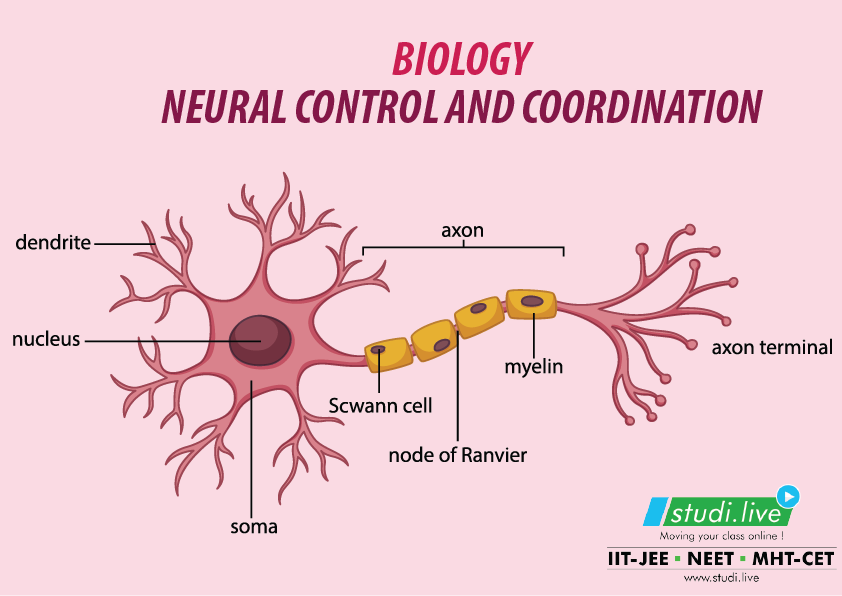 Neural control and Cordination