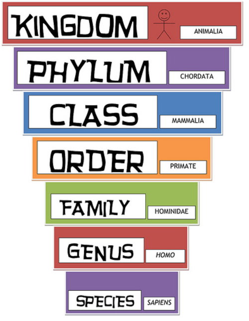 Classification Of Organisms