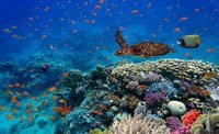 biodiversity and conservation - Class 1 - Quizizz