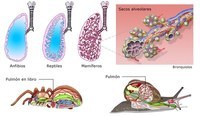 vertebrados e invertebrados - Grado 11 - Quizizz